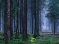 Игра Мистично зајдисонце во шумата  онлајн
