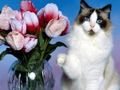 Игра Смешни мачки мозаик  онлајн