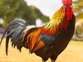 Игра Домашни загатки за птици  онлајн