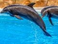 Игра Сложувалка со морски делфини  онлајн