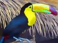 Игра Toucan птица сложувалка  онлајн