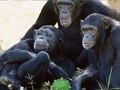 Игра Смешно бегство од џунглата од шимпанзо  онлајн