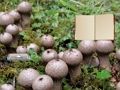 Игра Бегство од земјиште од печурки од ликопердон онлајн