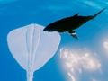 Игра Сурфање Stingrays онлајн Игра Сурфање Stingrays онлајн