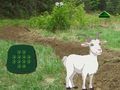 Игра Коза Најди го детето  онлајн