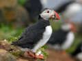 Игра Puffin птица сложувалка  онлајн