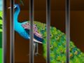 Игра Ослободете ја затворената убавина  онлајн