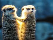 Игра Meerkat двојка сложувалка  онлајн