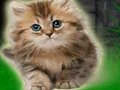 Игра Couple Kitten Escape онлајн