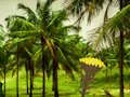Игра Escape From Coconut Land онлајн