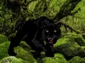 Игра Escape from Black Panther Forest онлајн