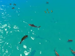 Игра Hungry Shark Hunt онлајн