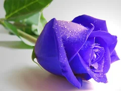 Игра Blue Roses онлајн