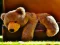 Игра Plush Teddy Bear онлајн