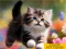 Игра Puzzle Sliding Kittens онлајн
