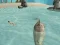 Игра Shark Simulator Beach Killer онлајн