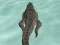 Игра Crocodile Simulator Beach Hunt онлајн