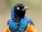 Игра Animal Puzzle: Wildlife & Logic онлајн