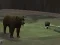 Игра Bear Den онлајн