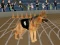 Игра Crazy Dog Racing Fever онлајн