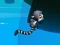Игра Jungle Jump онлајн