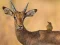 Игра Wild Deer Jigsaw онлајн