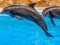 Игра Sea Dolphin Jigsaw онлајн
