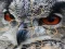 Игра Wild owl Jigsaw онлајн