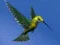 Игра Hummingbird House Escape онлајн