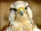 Игра Gyrfalcon Jigsaw онлајн