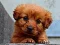 Игра Puppy Puzzle онлајн