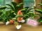 Игра Paw Patrol: Tracker's Jungle Rescue онлајн