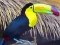Игра Toucan Bird Jigsaw онлајн