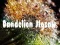Игра Dandelion Jigsaw онлајн