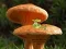 Игра Mushroom Plant Land Escape онлајн