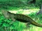 Игра Lizard Forest Escape онлајн