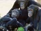 Игра Funny Chimpanzee Jungle Escape онлајн
