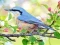 Игра Hidden Spots Birds онлајн