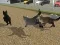 Игра Run Cat Cat Race онлајн