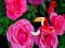 Игра Precious Rose Escape онлајн
