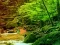 Игра Peaceful Rainbow Forest Escape онлајн