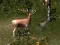 Игра Sniper Hunting Deadly Animal онлајн