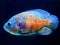 Игра Tiger Fish Jigsaw онлајн