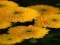 Игра Chrysanthemums Jigsaw онлајн