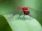 Игра Dragon Fly Jigsaw онлајн