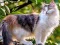 Игра Rotate Puzzle - Cats and Dogs онлајн