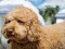 Игра Labradoodle Jigsaw онлајн