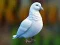 Игра Realistic Pigeon Rescue онлајн