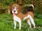 Игра Flower Garden Dog Escape онлајн