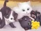 Игра Jigsaw Puzzle: Playing Cats онлајн